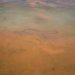 le striature nere della massa arancione: strana alga!